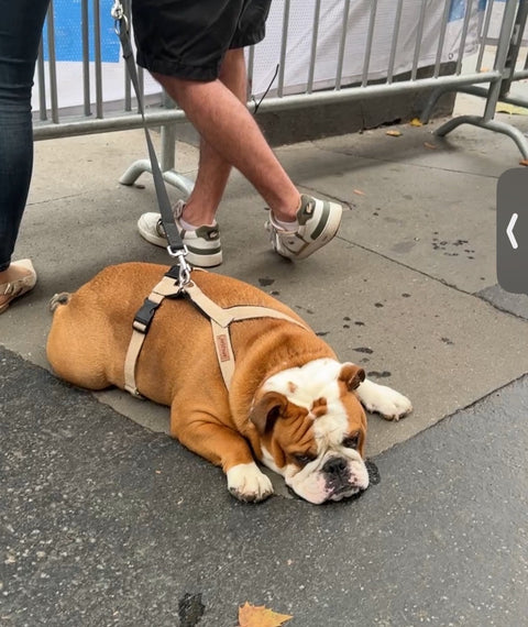 Bull