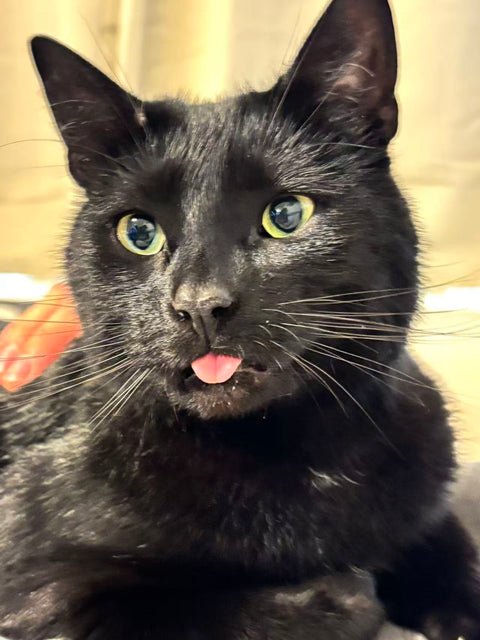 Blackie